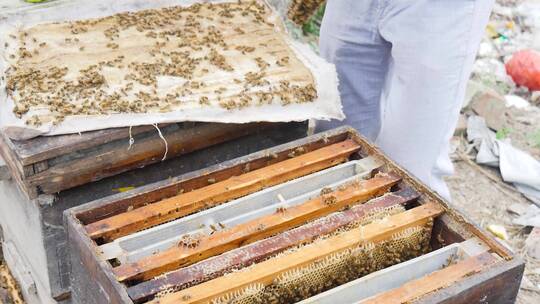 蜜蜂养殖视频素材模板下载