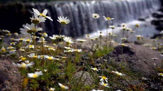 大瀑布附近的菊花