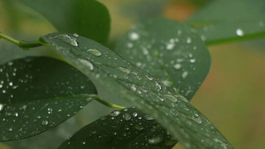 绿色植物上的雨滴视频素材模板下载