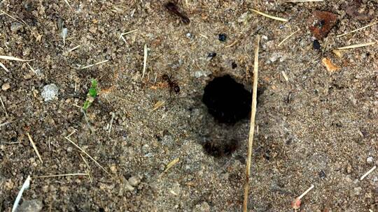 巢外的蚂蚁