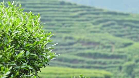 春天茶园茶叶特写镜头