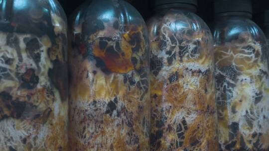 农村种植菌种培育瓶装出售菌种陈列架