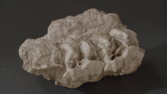 远古生物化石LOG视频素材模板下载