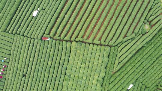 茶茶园茶山风光