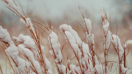 草丛的积雪