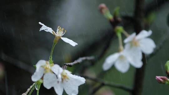 春天春雨樱花唯美升格空镜