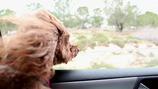 狗狗望向车窗外部视频素材模板下载