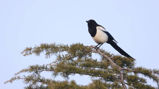 站在枝头鸣叫的喜鹊高清素材