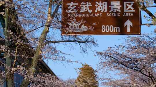 南京市玄武区古鸡鸣寺樱花风景视频素材航拍