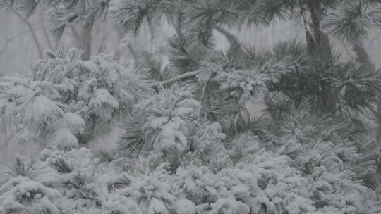 冬天雪景 下雪空镜