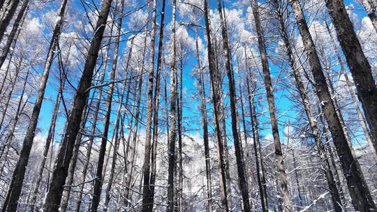 雪原松林雾凇风景