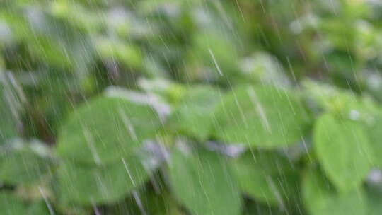 雨中的花丛