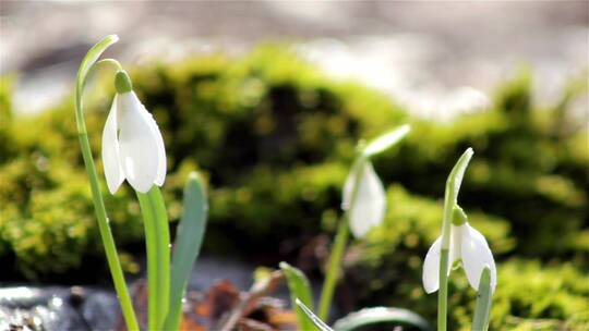美丽的春天flowers-snowdrop