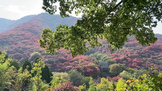 济南红叶谷景区，红叶满山迎来最佳观赏