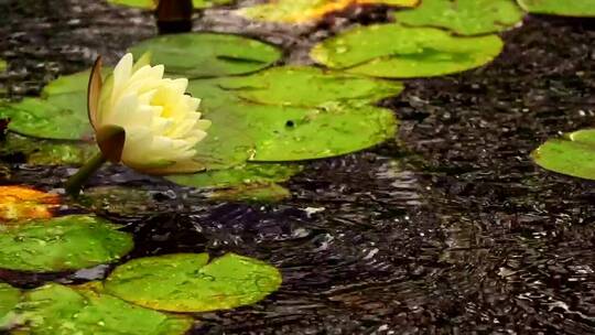 漂浮着叶子的池塘里的白莲花