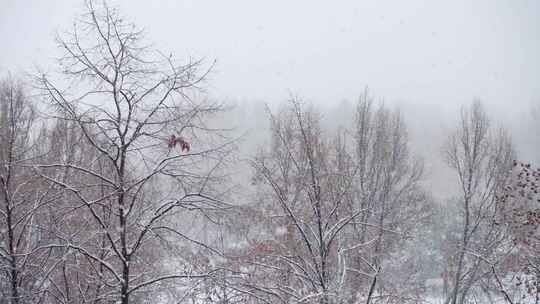 冬天冰雪