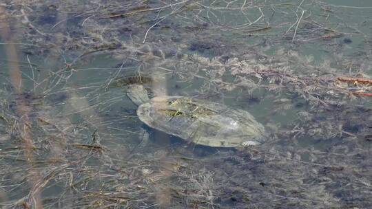乌龟在浑浊的池塘里吃东西