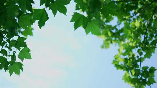 夏日树叶绿叶天空阳光