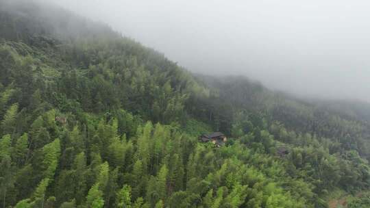 山林云雾环绕竹林景观