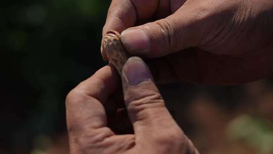 花生种植 花生丰收 花生 落花生 三农