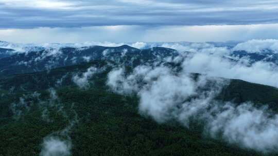 大兴安岭云雾缭绕的森林
