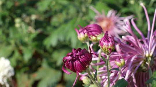 赏菊/菊花节/菊花/秋菊