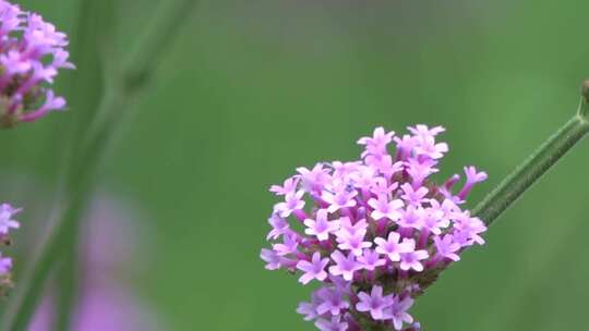 微距实拍一只小蜜蜂飞在花丛中4k高清