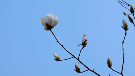 蓝天映衬下的白玉兰花枝特写