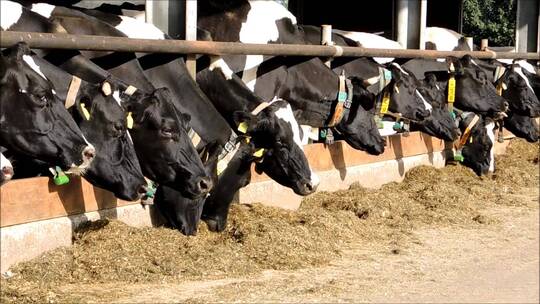 牛在马厩里吃草视频素材模板下载