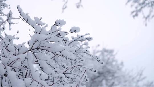 树枝上积了厚厚的雪