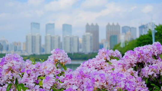 鲜花城市高楼焦点切换