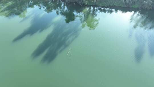 俯拍河面飞鸟河流绿色河水自然生态环境风景