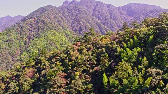 武夷山桐木关大竹岚