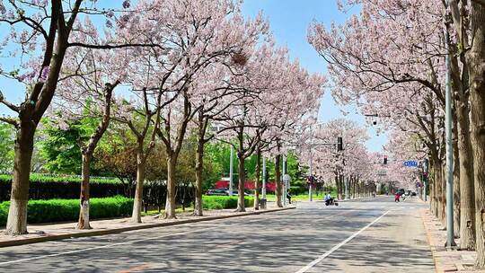 北京亦庄的梧桐大道花海街道