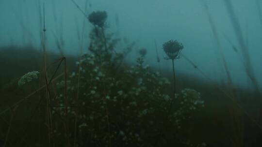 大雾天气里的植物
