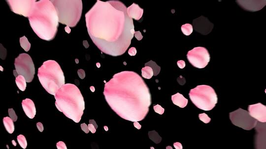 粉色花瓣飘落通道元素视频