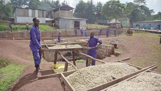 埃塞俄比亚咖啡种植园黑人劳工劳作视频素材模板下载