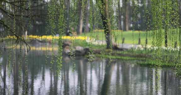 （慢镜）春天湖边的柳树柳条发芽生机勃勃
