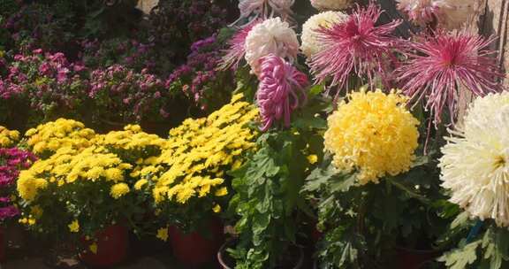 多彩菊花盆栽全景
