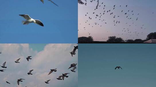 在天空自由翱翔的鸟儿 视频合集视频素材模板下载