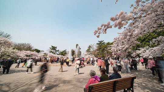 中山公园樱花人流延时日景8k