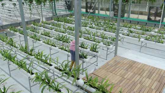 温室大棚内人员蔬菜种植画面