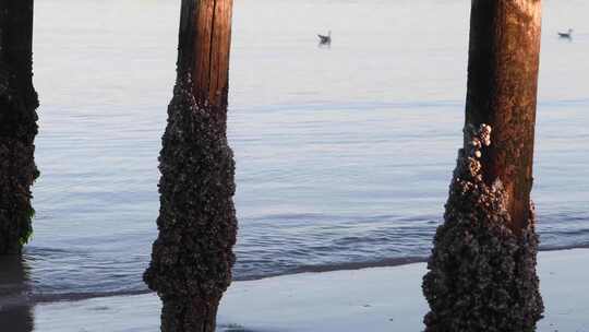 日出后，两只海鸥在沉入大海的旧木杆后面向