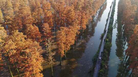 湖北涨渡湖秋天湿地栈道航拍