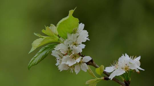 樱桃树开花白色樱花视频素材模板下载