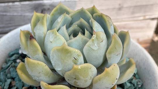 花月夜多肉植物特写镜头