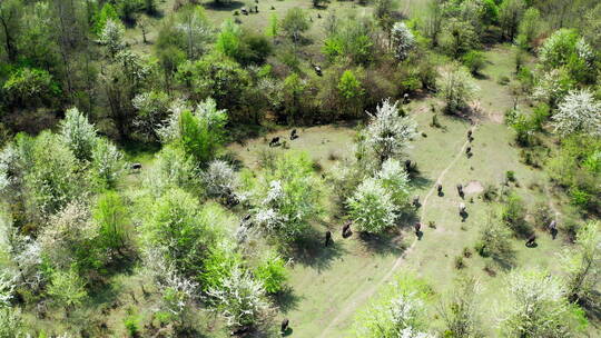 梨花林中放养的牛群