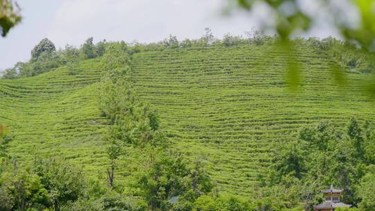 茶叶 茶场 高山茶场 阳光下 大风 绿茶