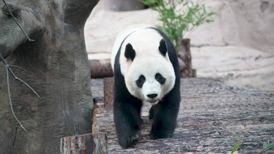 动物园里无聊的大熊猫悠闲爬行