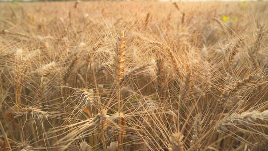 农村田野成熟小麦穗麦芒特写微距